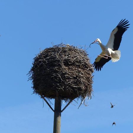 Ferienwohnungen "Weitblick" Und "Schwalbennest" Lodmannshagen Bagian luar foto